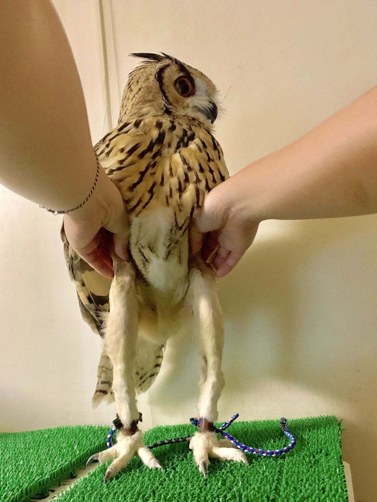 Ноги Совы без перьев