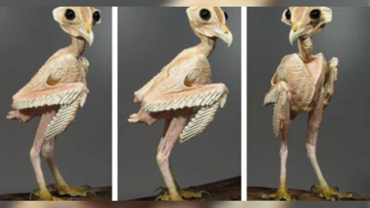 Сова сипуха анатомия