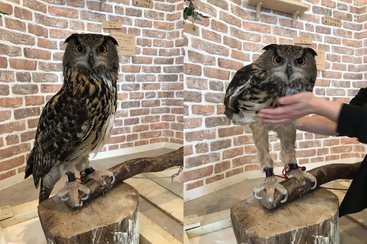 Лысый попугай корелла