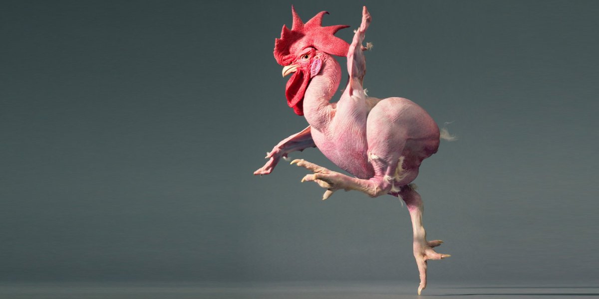 Лапы Совы без перьев