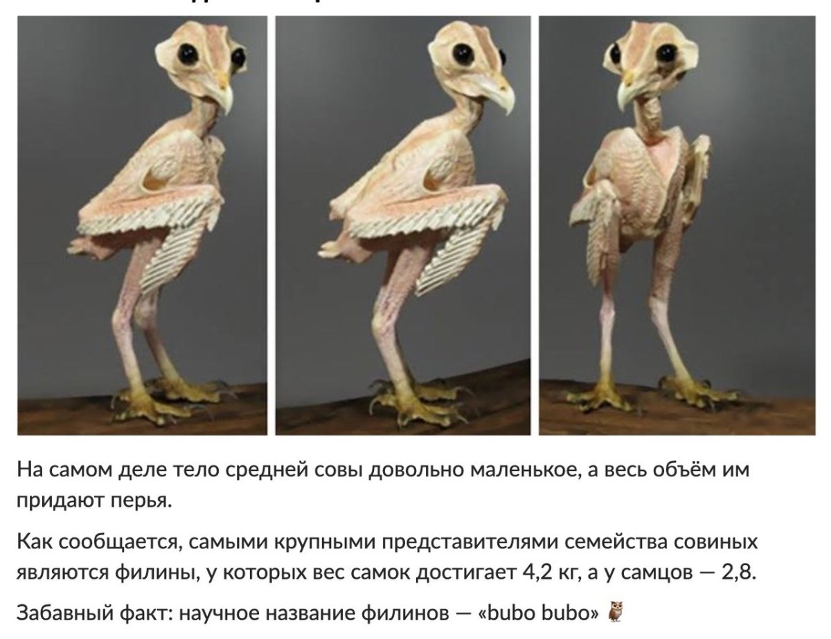 Лысая сипуха