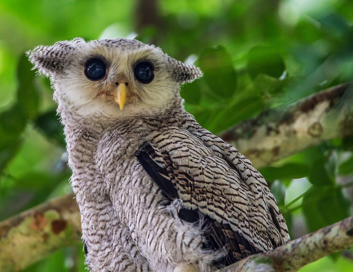 Сова сипуха птенец