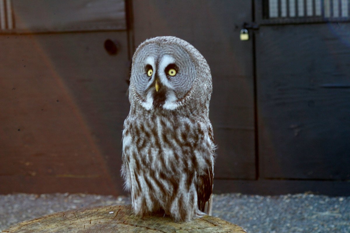 Совёнок Сипухи новорожденный