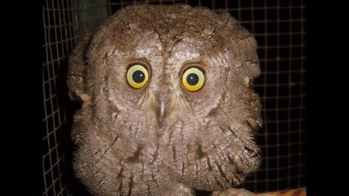 Африканский Филин