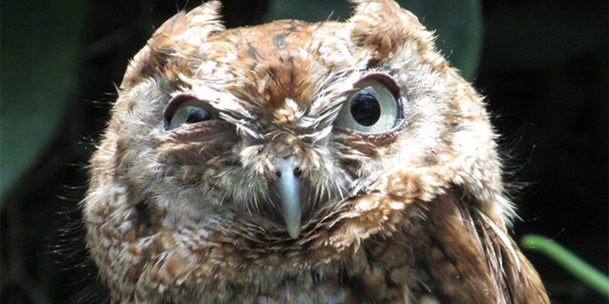 Золотистая сипуха