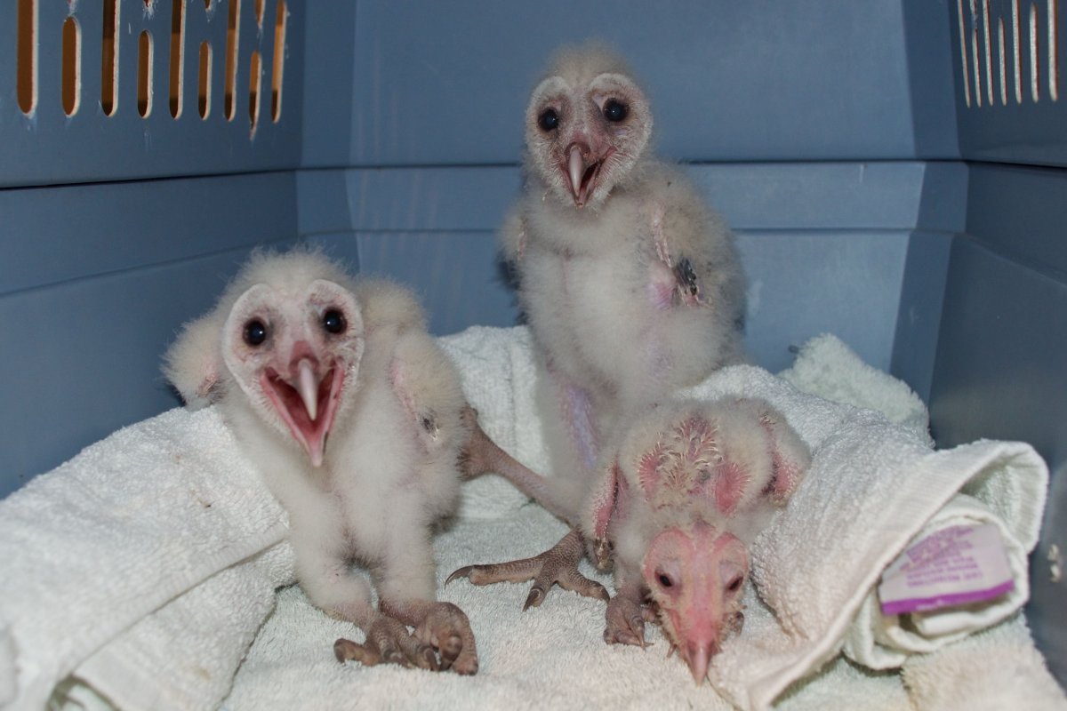 Золотистая сипуха