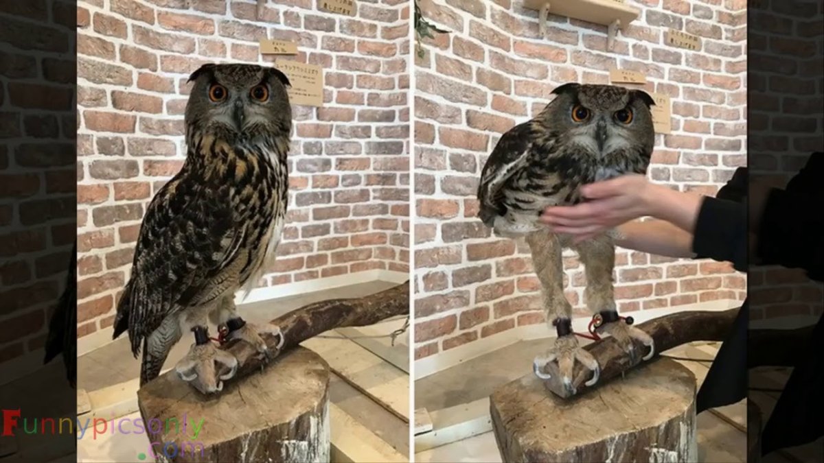 Непальский Филин