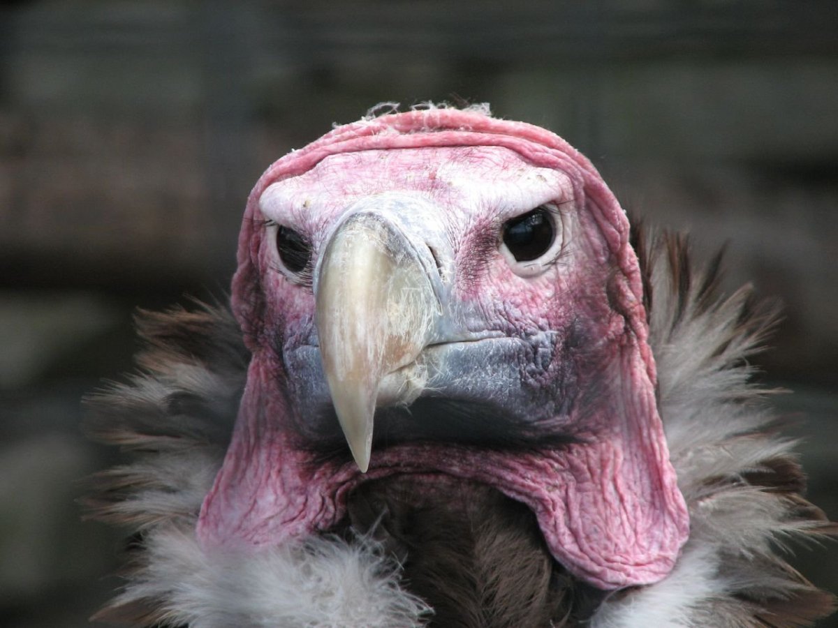 Перо Совы Сипухи