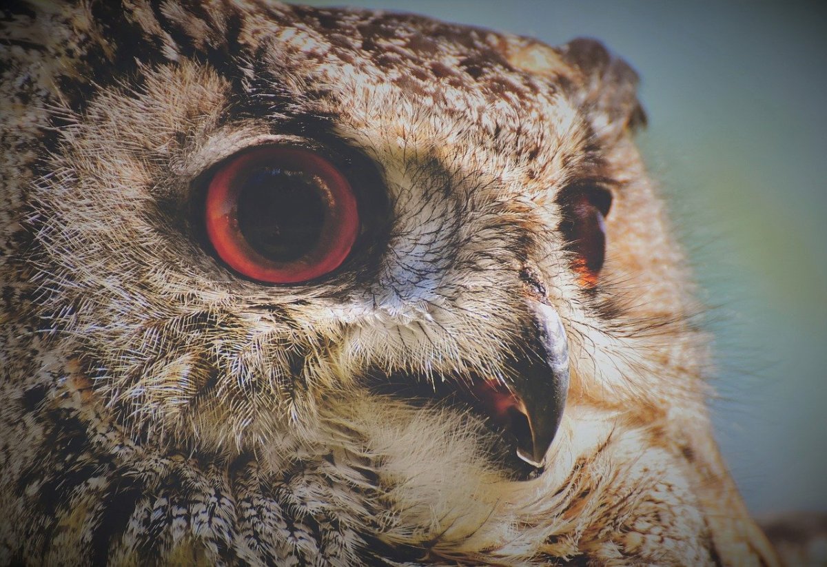 Страшная птица