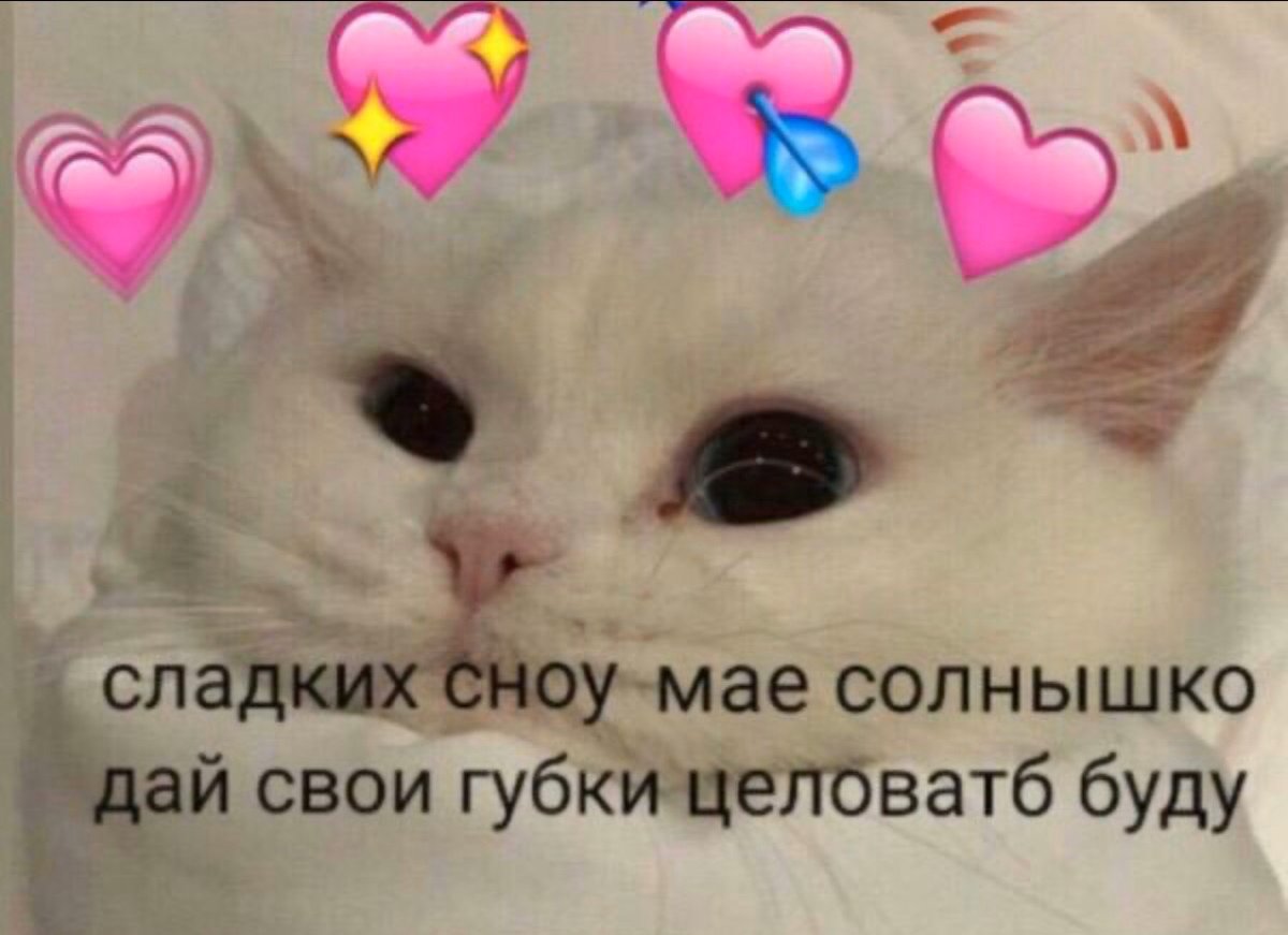 Спокойной ночи Мем котик