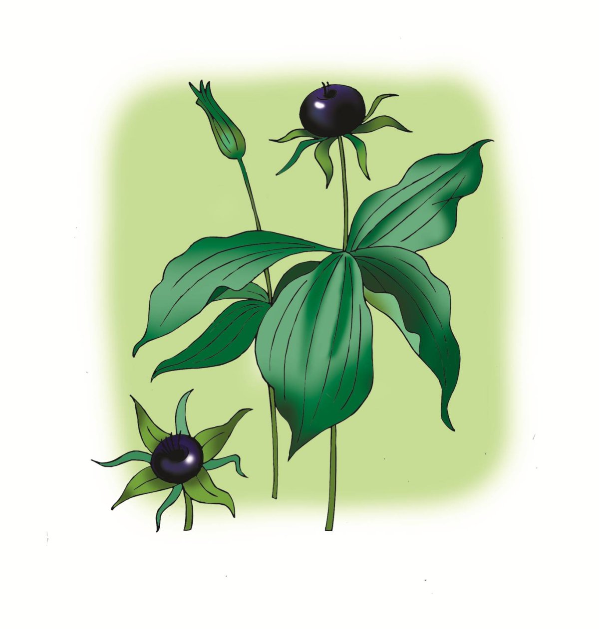 Вороний глаз плод