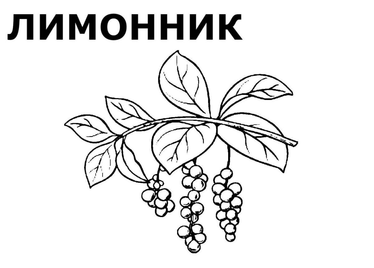 Карточки ягоды для детей