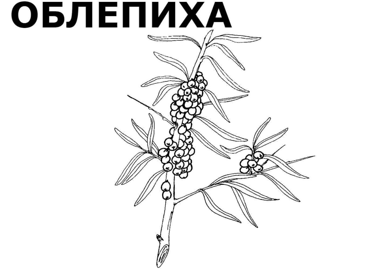 Черника рисунок для детей