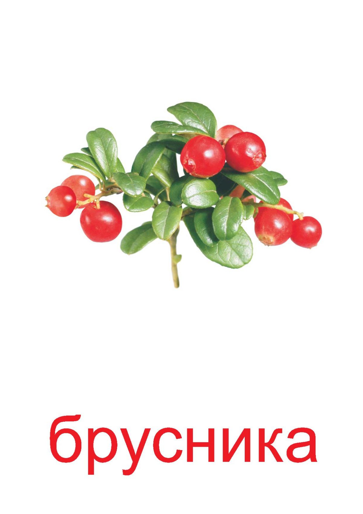 Ягоды скетч