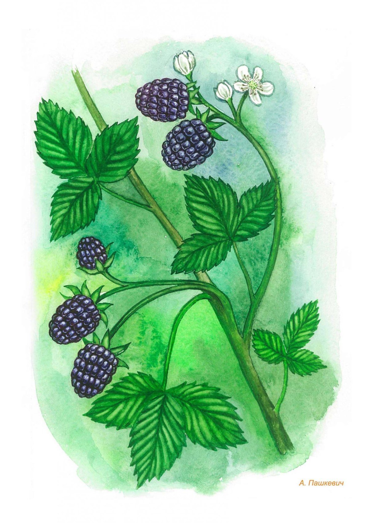 Растения для дошкольников