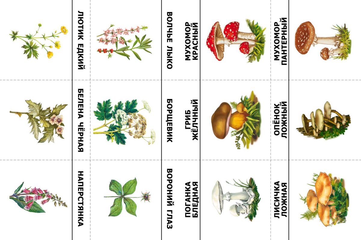 Лесные ягоды для печати