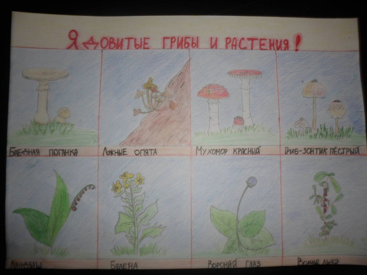 Лесные ягоды несъедобные ядовитые