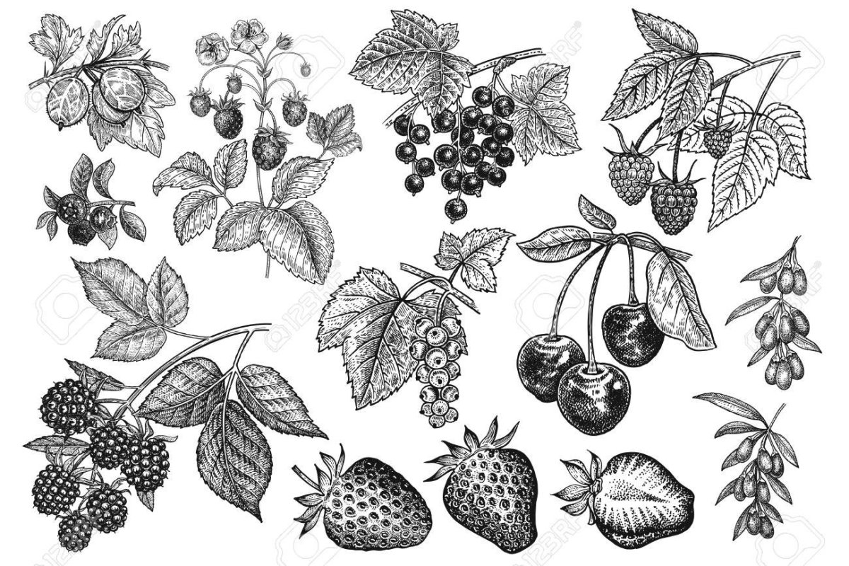 Ягоды скетч