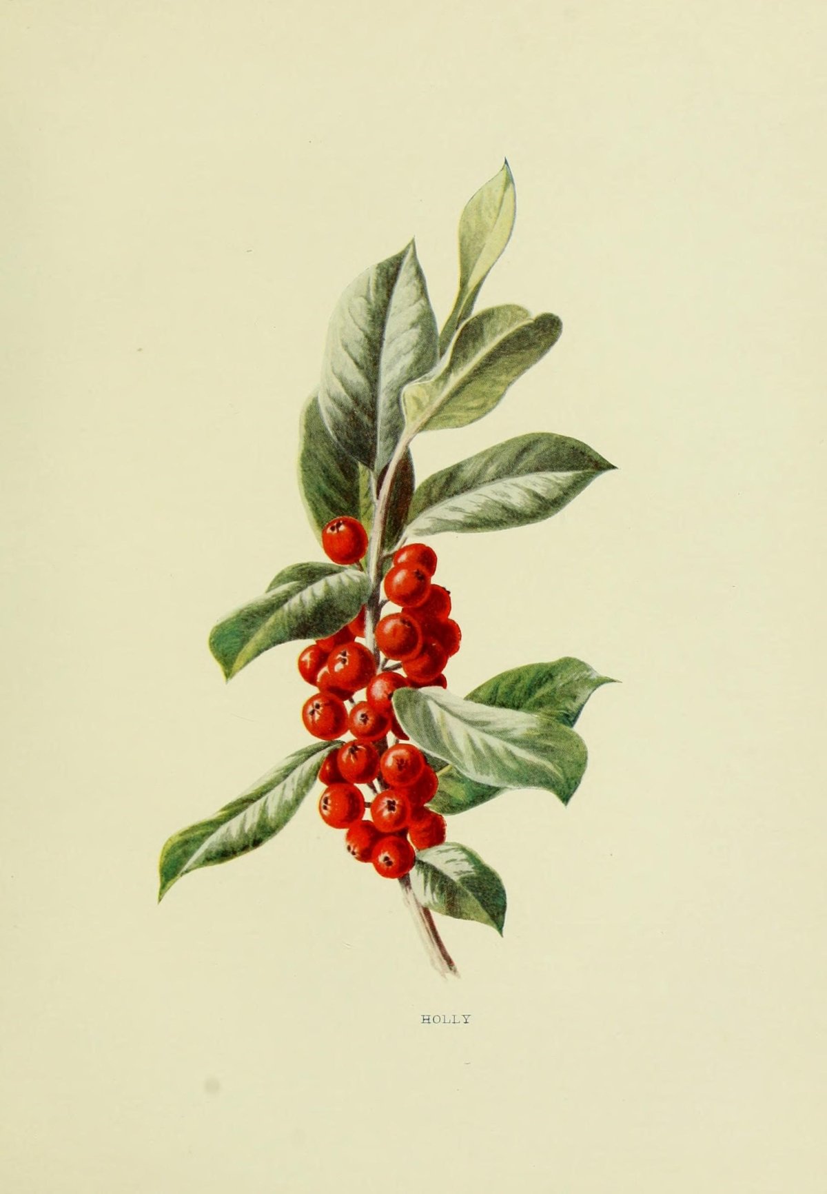 Вороний глаз ядовитое растение