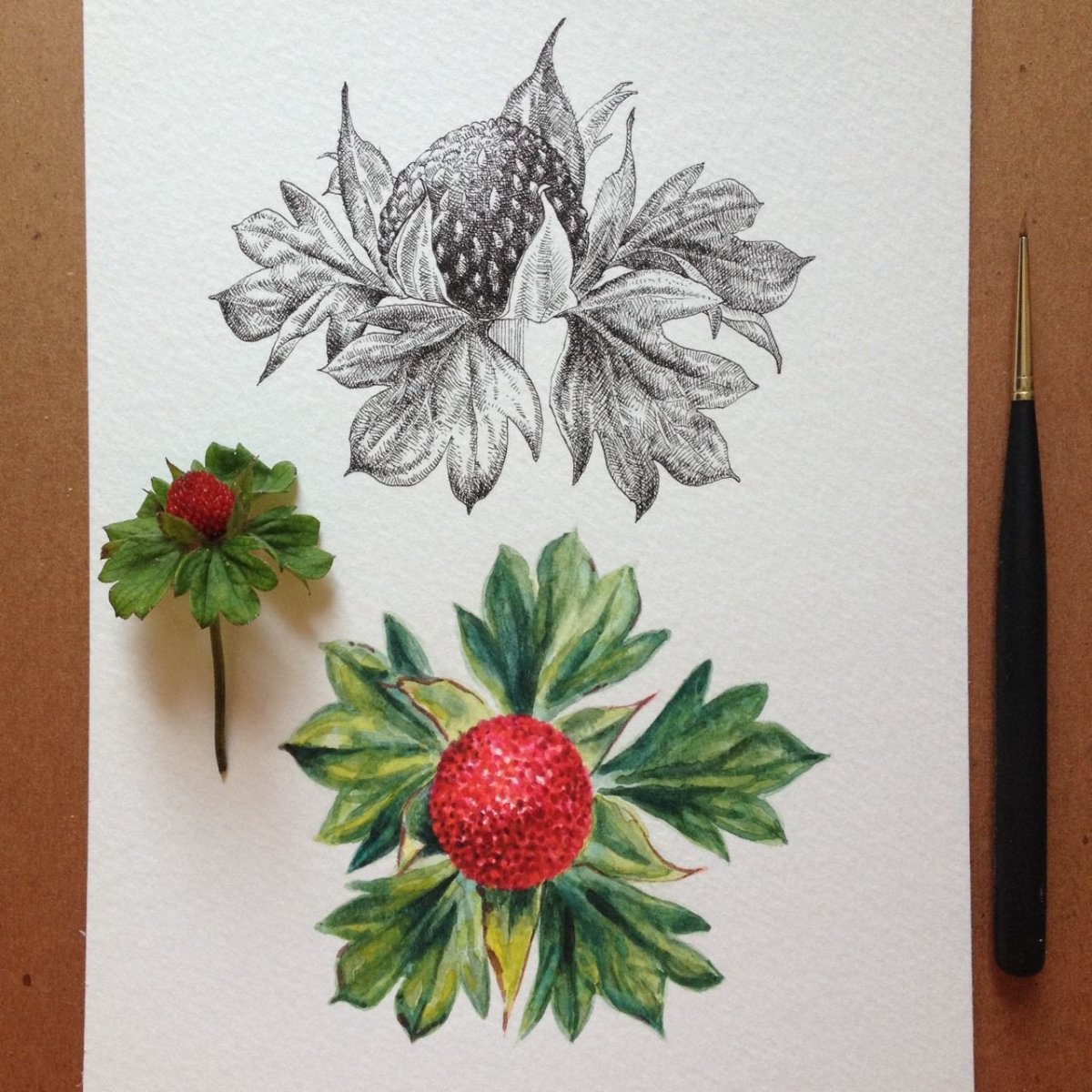 Ягоды которые растут в лесу и в саду