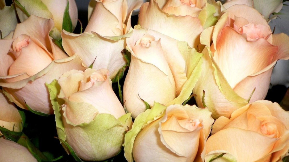 Роза Саумат