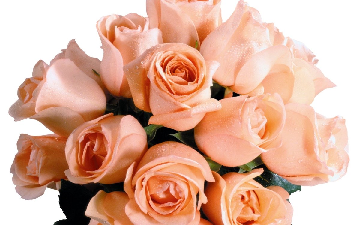 Букет живых роз