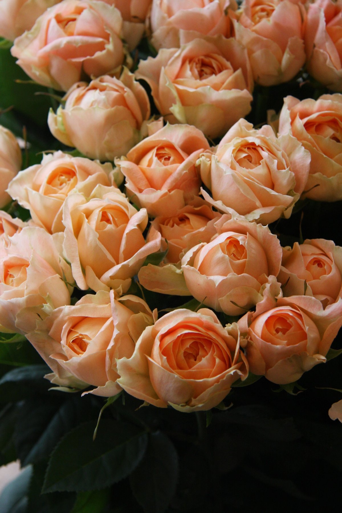 Букет чайных роз