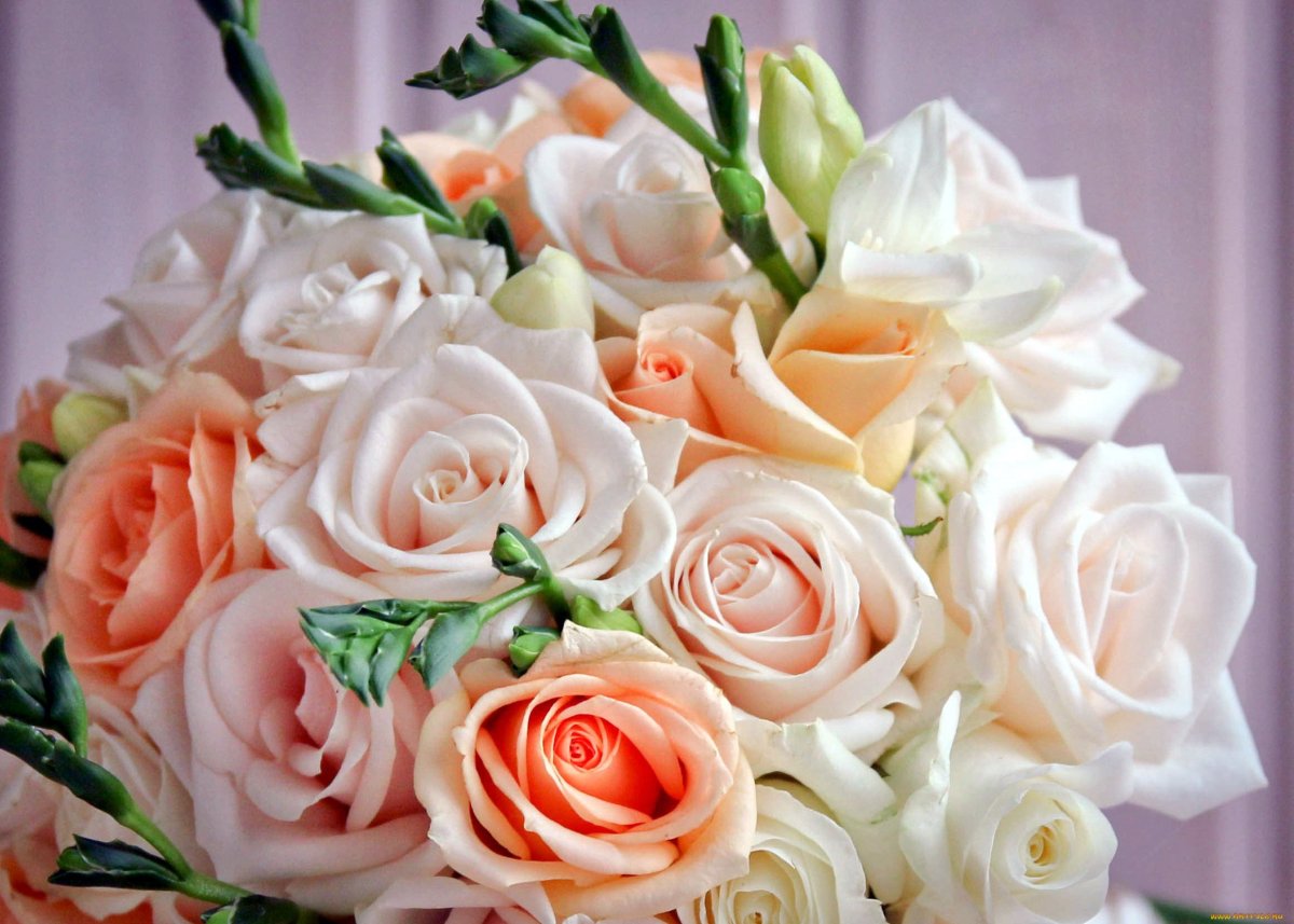 Пионовидная роза Джульетта