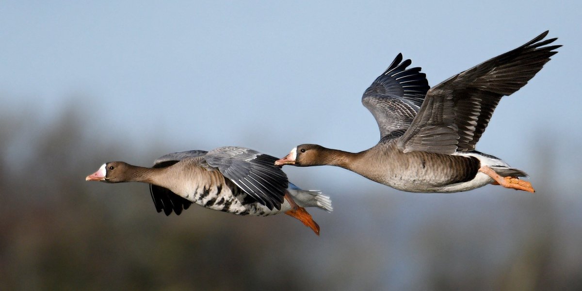 Дикие белолобые гуси