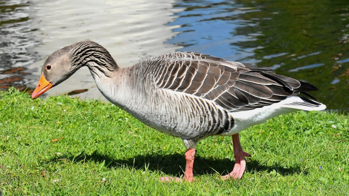 Благородный дикий Гусь