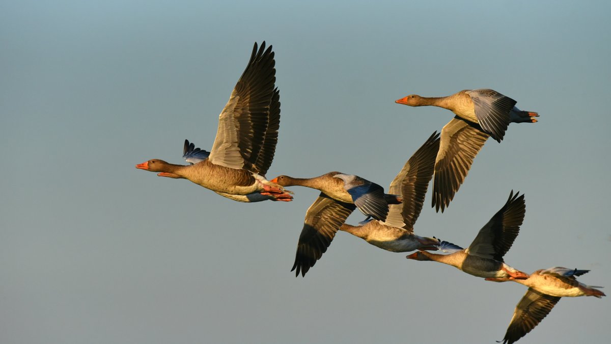 Дикие гуси в полете