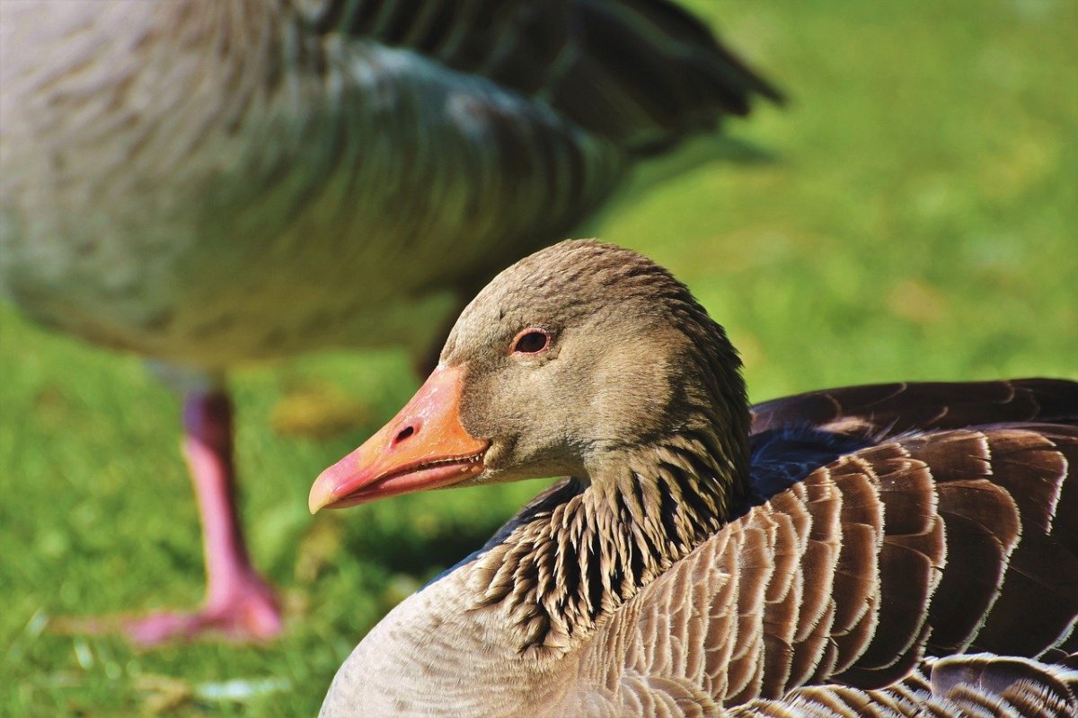 Гусь цветной
