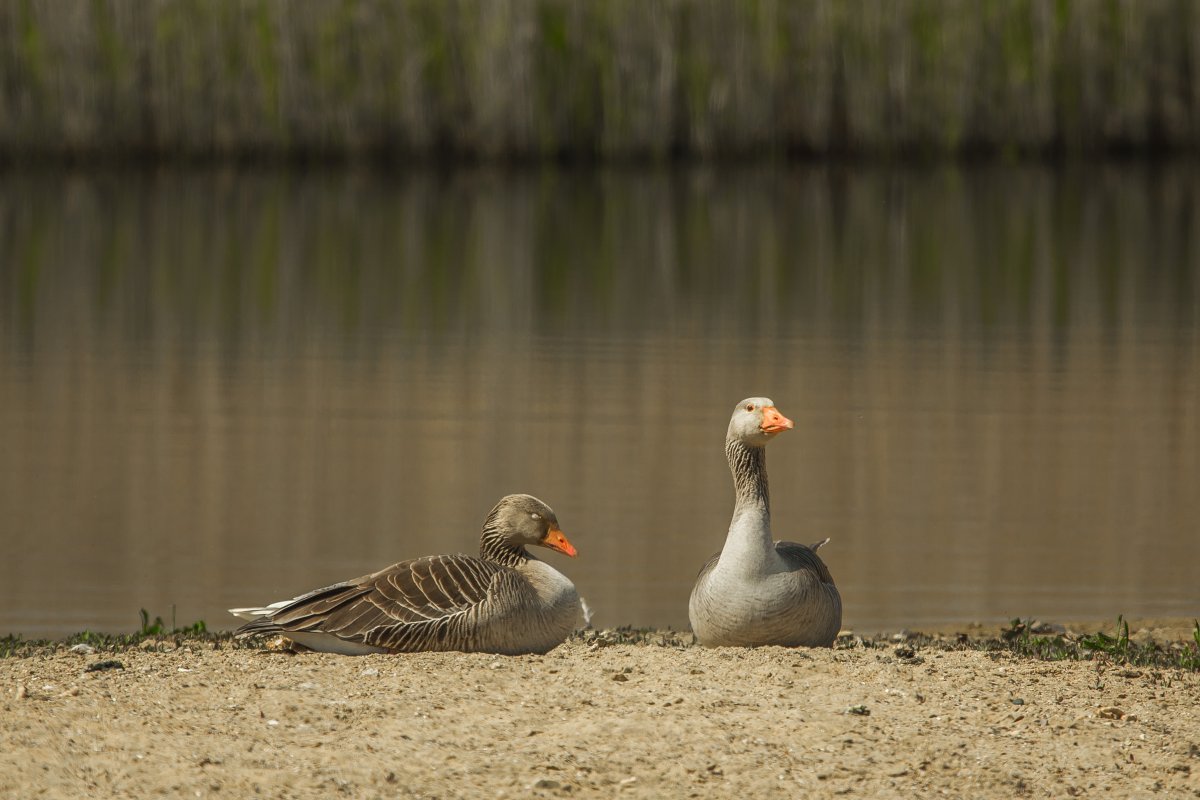 Гусь отдыхающий