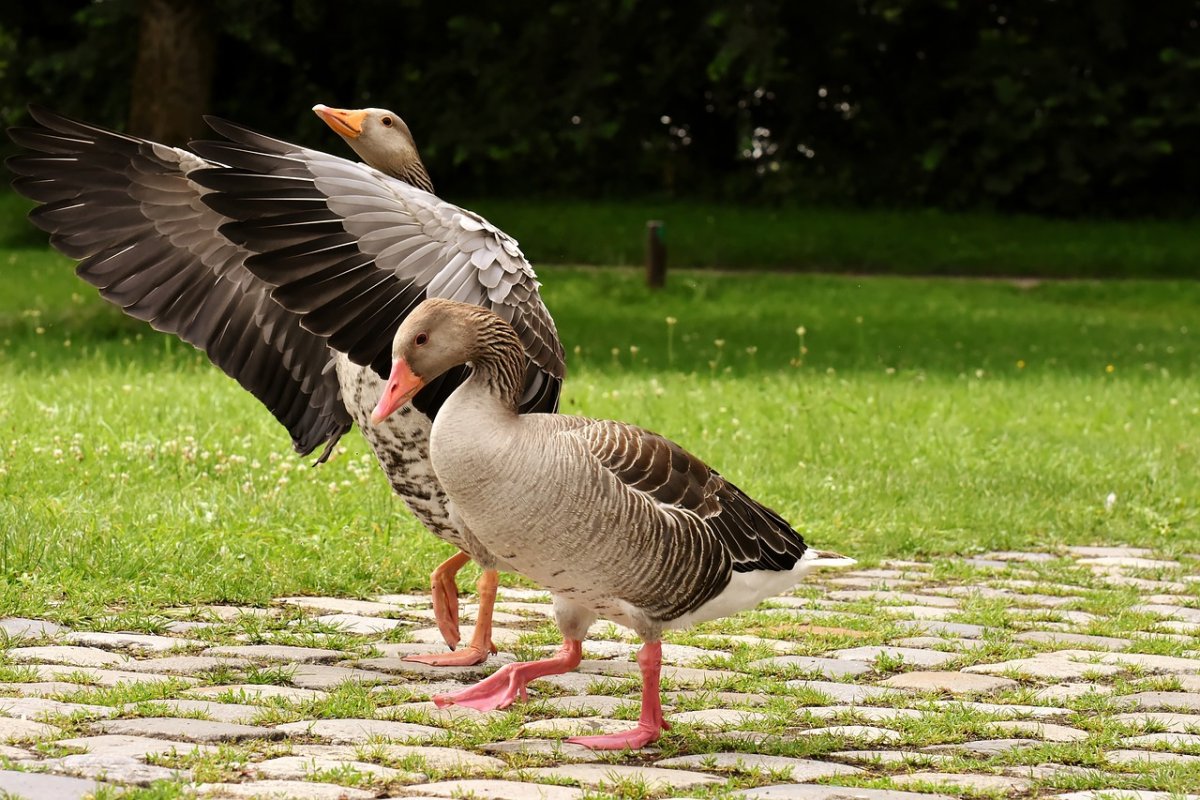 Дикие перелетные гуси