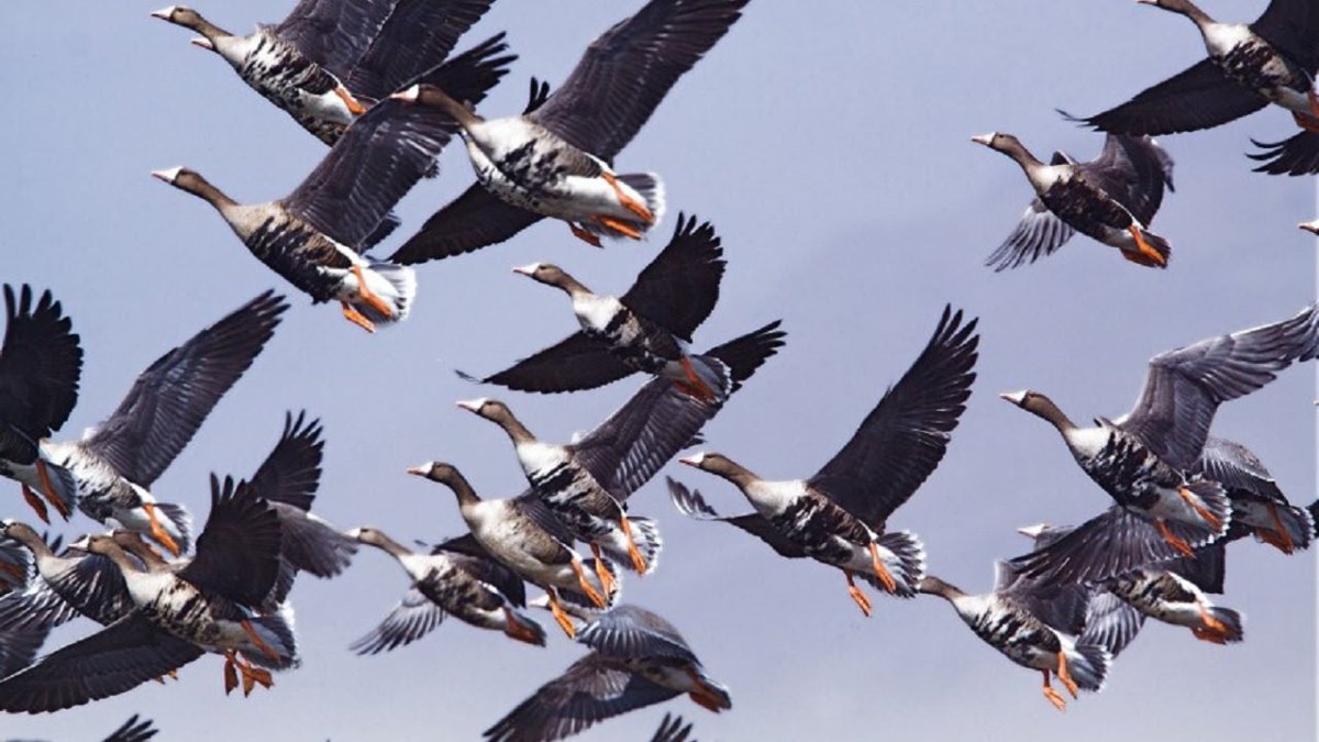 Дикие гуси перелетные птицы