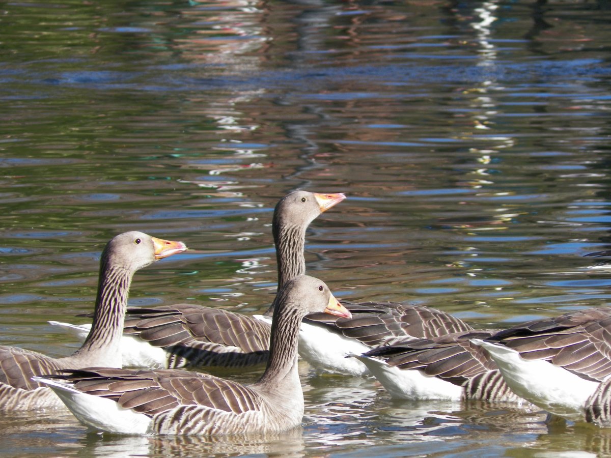 Дикие гуси в Татарстане