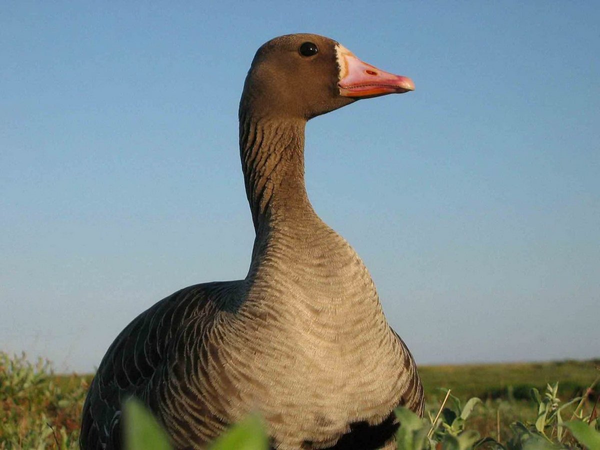 Тунгусский Гусь