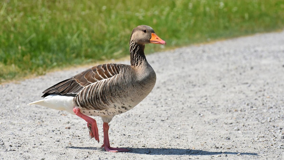Дикие перелетные гуси