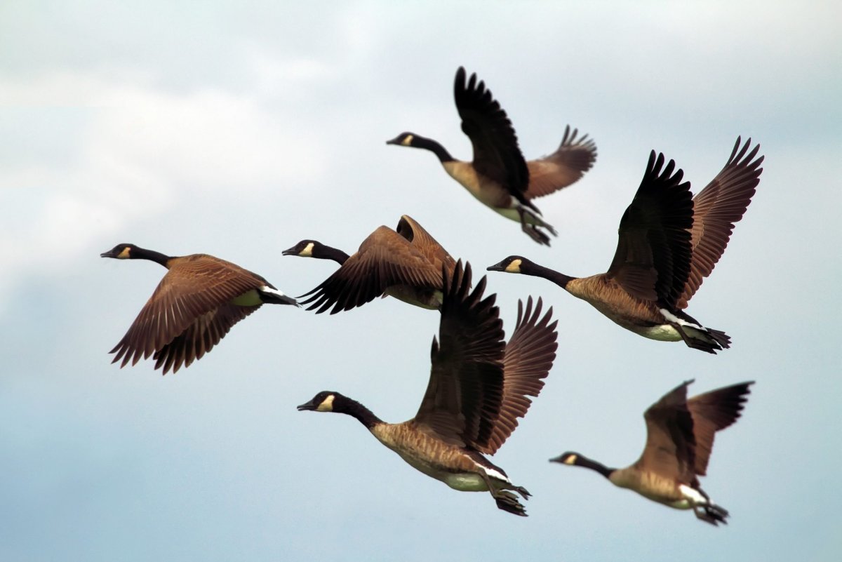 Гуси перелетные птицы Клин