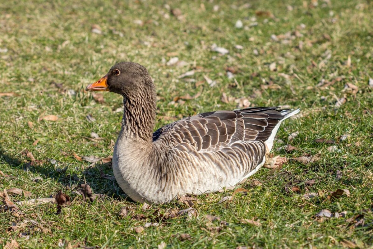 Водоплавающие птицы Гусь