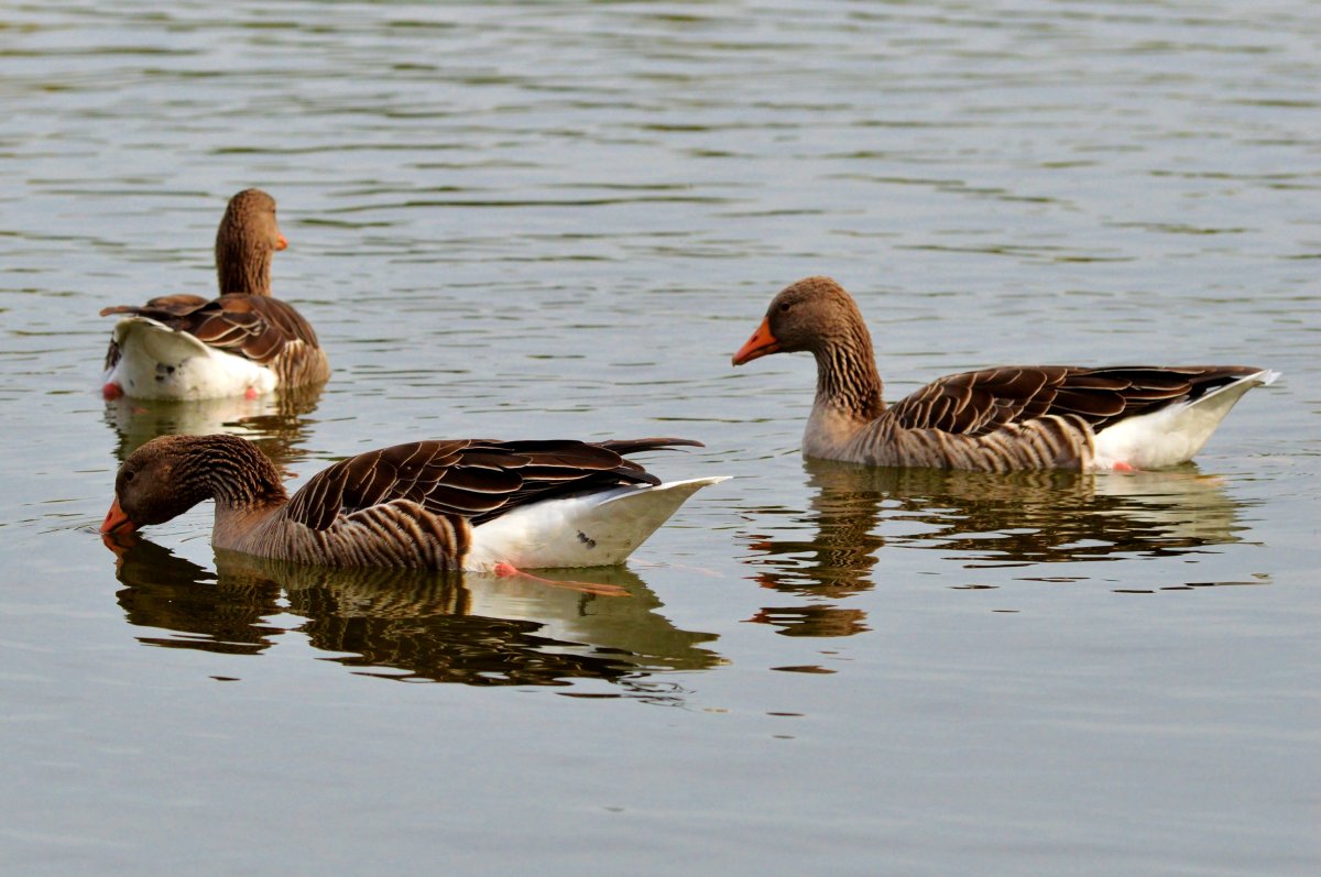 Дикие гуси в полете