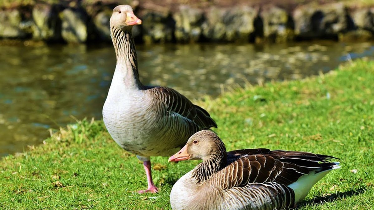 С гуся вода