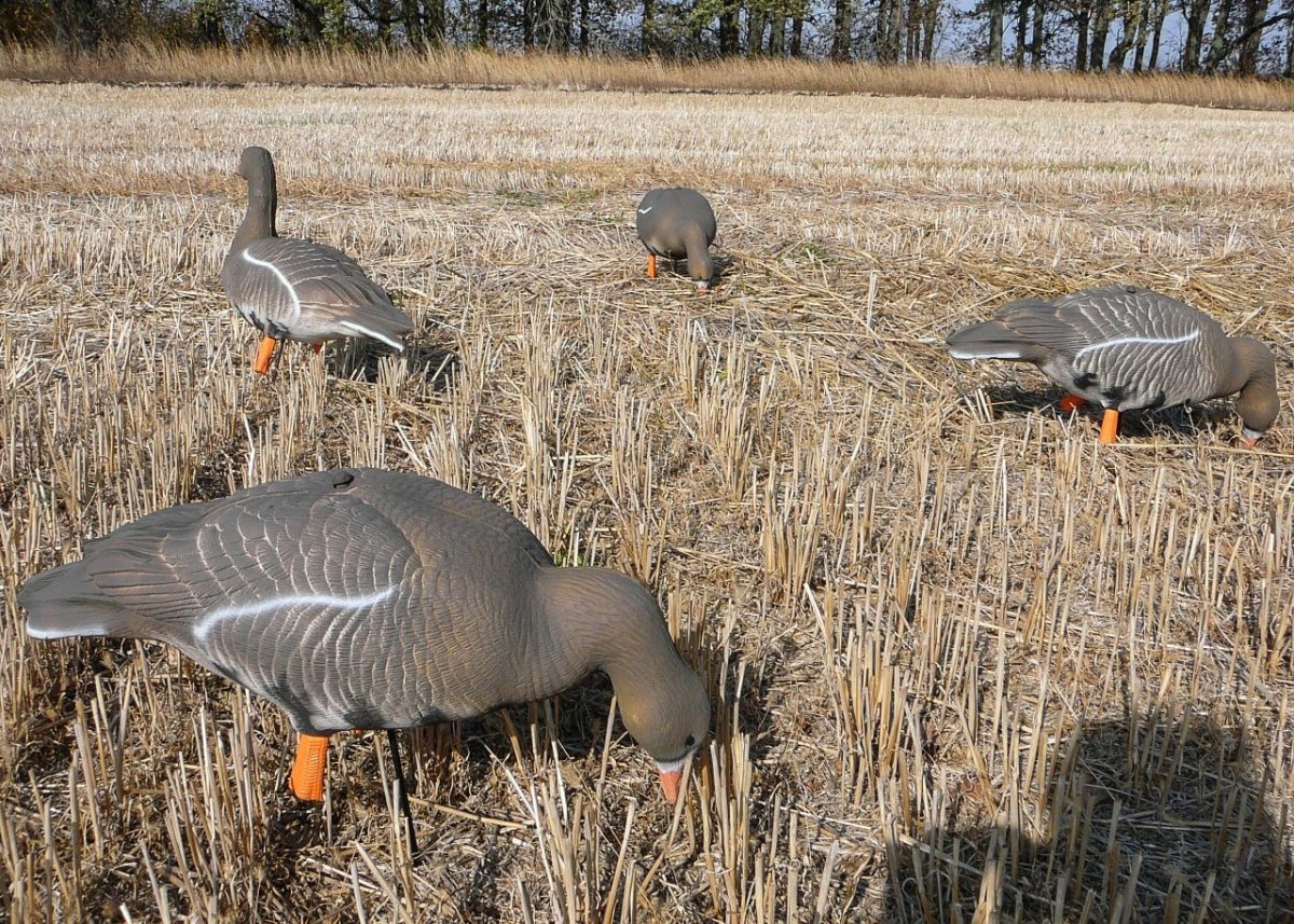 Африканские серые гуси