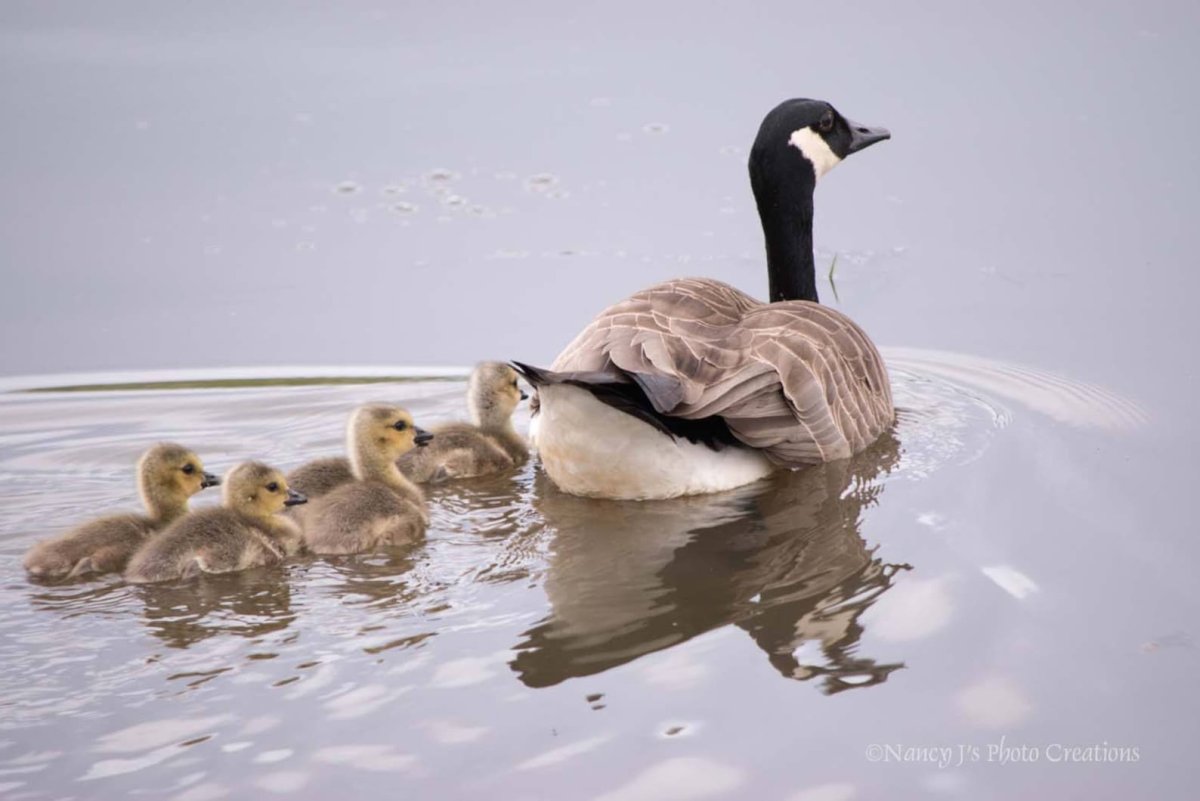 Се́рый Гусь (Anser Anser)