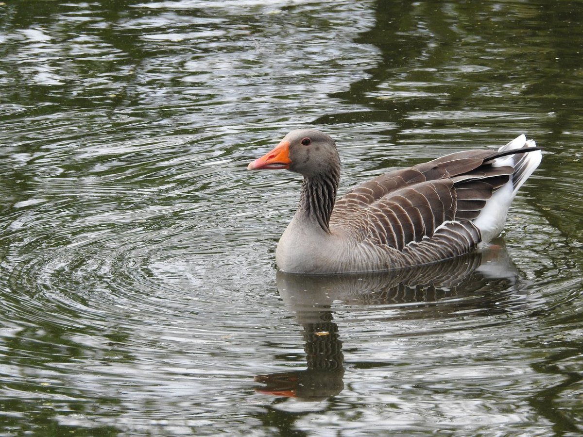 Гусь приземляется