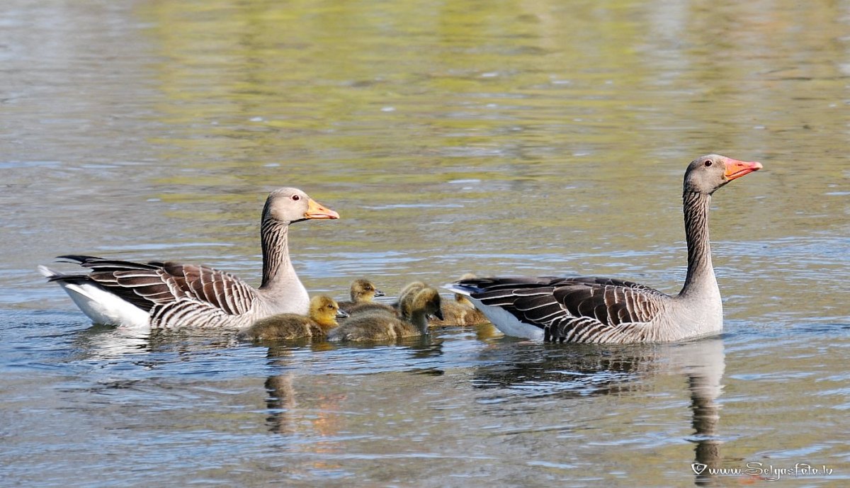 Се́рый Гусь (Anser Anser)