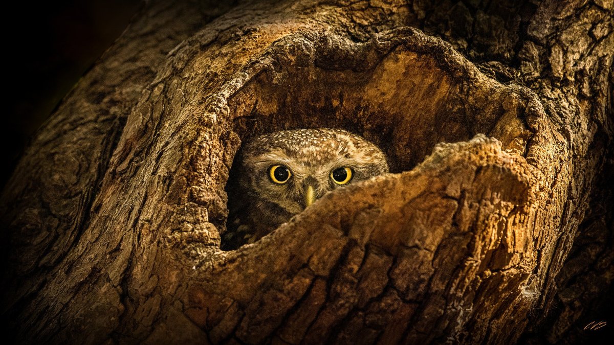 Сова в дупле клипарт