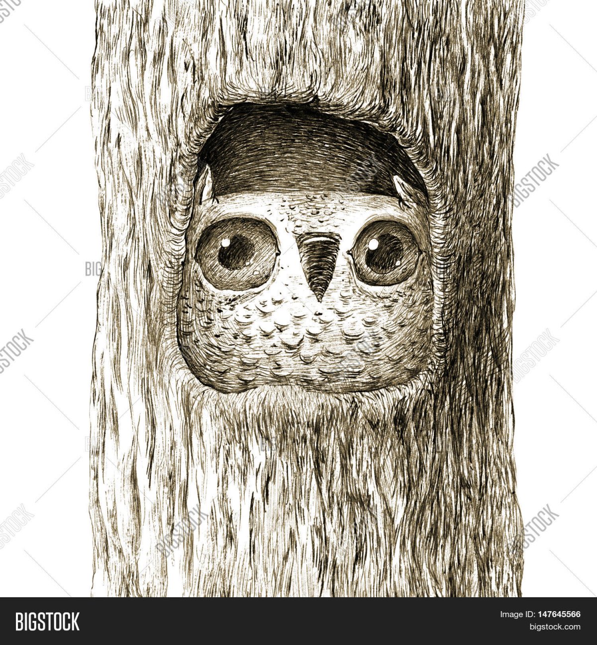 Мохноногий Сыч в дупле