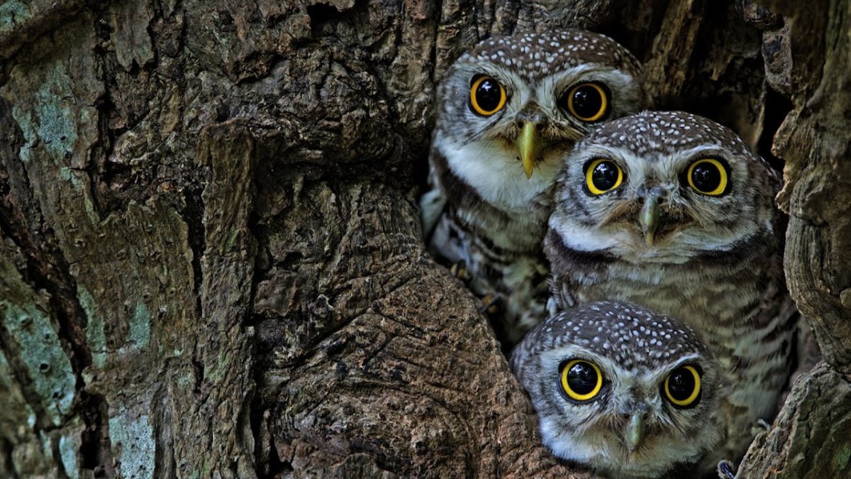 Три Совы в дупле демотиваторы