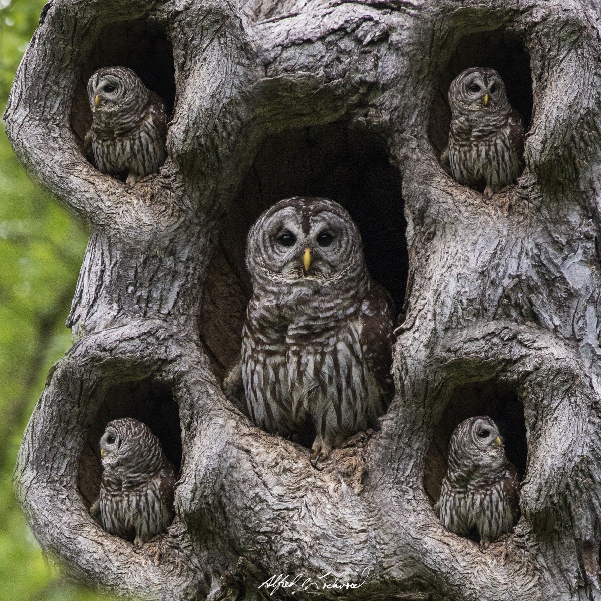 Мультяшный пень с глазами